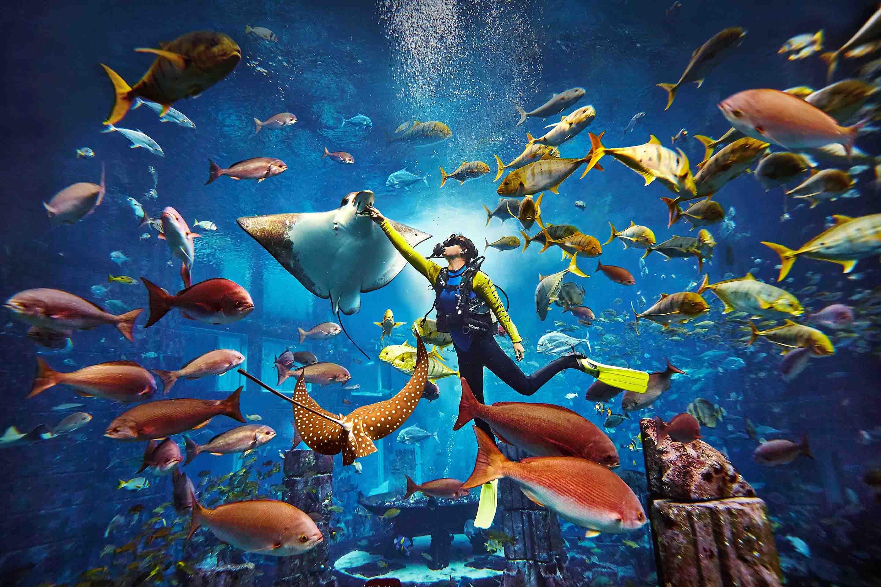 Snorkelling and diving